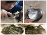 あこや真珠採取体験